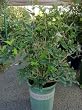 Osmanthus Fragrans Plant -- 12 by 12 Inch Container