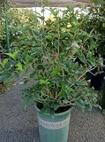 Osmanthus Fragrans Plant -- 12 by 12 Inch Container