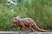 Protoceratops Large Dinosaur Figure: Realistic 17 inch long Dino Replica_s-1