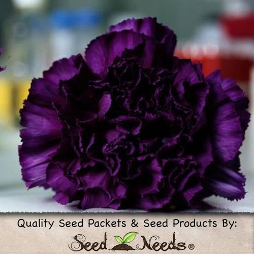 100 Seeds, Carnation 100 Seeds, Carnation