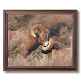 Bighorn Sheep Lodge Cabin Kids Room Animal Wildlife Picture Framed Art Print by 