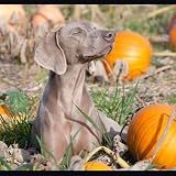 Weimaraner 2010 PhotoArt Kalender