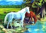 3D Lenticular POSTCARD-HORSES