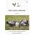 Chickens at Home (The Gold Cockerel Series)