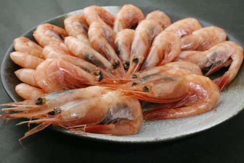 越前お刺身用甘エビ５００ｇ（子持ち・子無し無選別）