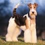 Wire Fox Terriers 2007 Calendar