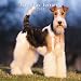 Wire Fox Terriers 2007 Calendar