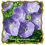Tussock Bellflower (Campanula carpatica) Jumbo Wildflower Seed Packet - 2000 Seeds
