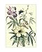 Ketmia Iris and Alsine - Georg Dionysius Ehret Art Print Poster 22 x 28