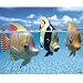 Rainbow Reef Angel Fish
