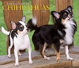 For the Love of Chihuahuas 2003 Calendar