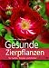 Gesunde Zierpflanzen für Garten, Terrasse und Zimmer. Garten... at Amazon: 51ET4cO8kSL._SL75_
