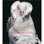 Extraordinary Pigeons