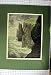 1888 Sea Cliffs Fowling Faroe Islands Birds Montbard