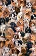 Dogs And Puppies Very Cute Collage Breeds Art Poster Print - 24" X 36"