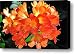 Clivia - Orange Form Canvas Print / Canvas Art - Artist Doug Heavlow