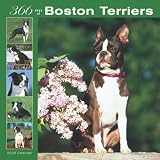 Boston Terriers 366 Days 2008 Square Wall Calendar (German, French and Spanish Edition)