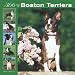 boston terrier - Boston Terriers 366 Days 2008 Square Wall Calendar