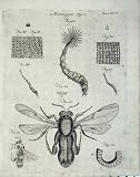 Insects Microscopic Objects Encyclopaedia Britannica