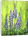 Canvas Prints of USA, Oregon, Mt from Danita Delimont