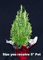 Medium Rosemary Tree - FANTASTIC GIFT!