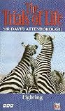 Sir David Attenborough's The Trials Of Life: Fighting