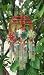 Glass Windchime #WC1950