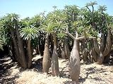 Pachypodium geayi 10 Seeds - Rare - Succulent - Bonsai