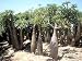Pachypodium Geayi 10 Seeds