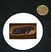 3 button / pin printed with animal, rodent, mole, hibernate, den, burrow