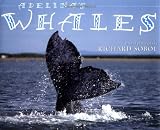 Adelina's Whales