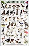 Birds of the Pacific Coast Tropical Rainforest Carara, Manuel Antonio, Osa Peninsula (Costa Rica Field Guides)