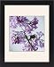 Framed Prints of Lilac (Syringa vulgaris) from Science Photo Library