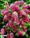 Obtusa Japanese Burnet - Sanguisorba - NEW PERENNIAL!