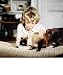 Alles f�r die Katz (Walt Disney, 1965) [DVD]