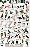 Birds of Wetland Habitats: Cano Negro, Palo Verde and Tempisque Basin (Costa Rica Field Guides)