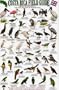 Birds of Wetland Habitats: Cano Negro, Palo Verde and Tempisque Basin (Costa Rica Field Guides)