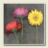 AbsorbaStone Coaster set~ Gerber Daisies ~4 Tile Drink Coasters ~ code 041