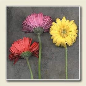 Click here to buy AbsorbaStone Coaster set~ Gerber Daisies ~4 Tile Drink Coasters ~ code 041 by Artworks Home Accents.