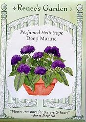 Heliotrope Perfumed Deep Marine Seeds 200 Seeds