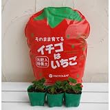 イチゴ：とちおとめの袋栽培セット[栃木生まれの人気品種][栃木生まれの人気のいちご]