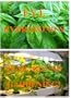F.Y.I. Hydroponics