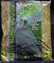 8 in 1 Ultra-Blend Gourmet Dry Parakeet Food