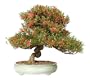 Brussel's Satsuki Azalea Specimen Bonsai