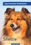 Sheltie: Expertenwissen Hunderassen