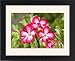 Framed Prints of Flowers of Desert Rose from Ardea Wildlife Pets