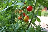 Insider Secrets: Home Vegetable Gardening