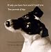 If Only You Knew How Much I Smell You : True Portraits of Dogs