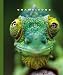Chameleons (The World of Reptiles)