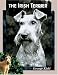 Irish Terrier